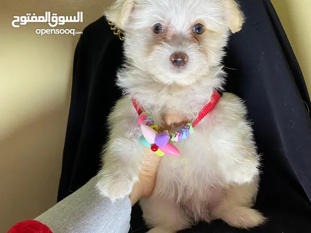 هفانيز بيور