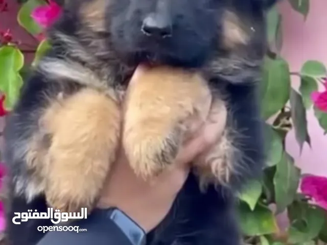 كلب جروه جيرمان شيبرد لونق هير شولاين