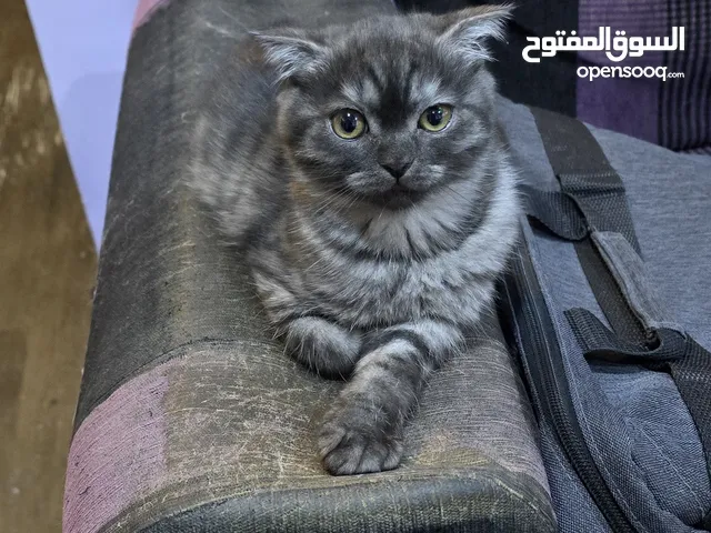 ذكرين سكوتش فولد و ذكر سكوتش ستريت للبيع بسعر مناسب