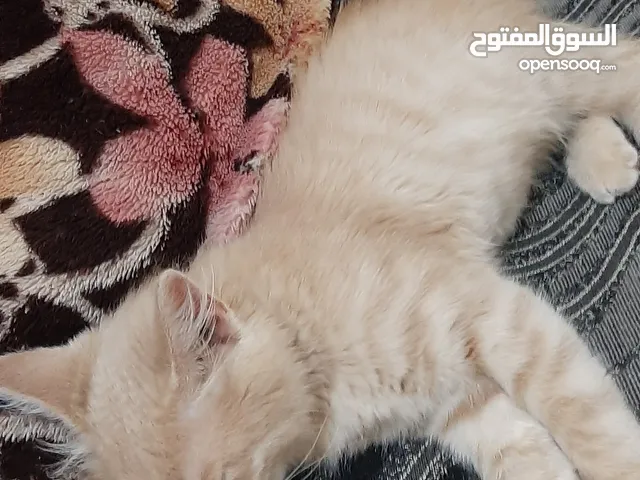 قط لتبني جميل لعوب مشاكس كثير اللعب عنوان عين الباشا دوار الشافعي قرب مطعم مكس محمود سند رقم في وصف
