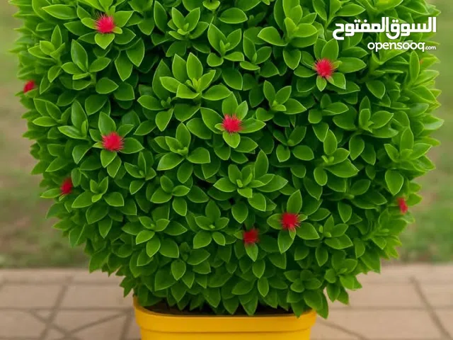 شقة مفروشة للايجار