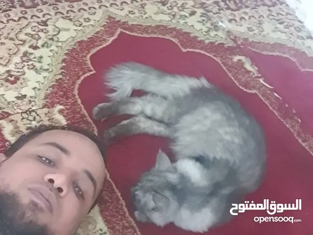 محفظ قرآن كريم بسند بروايه حفص عن عاصم