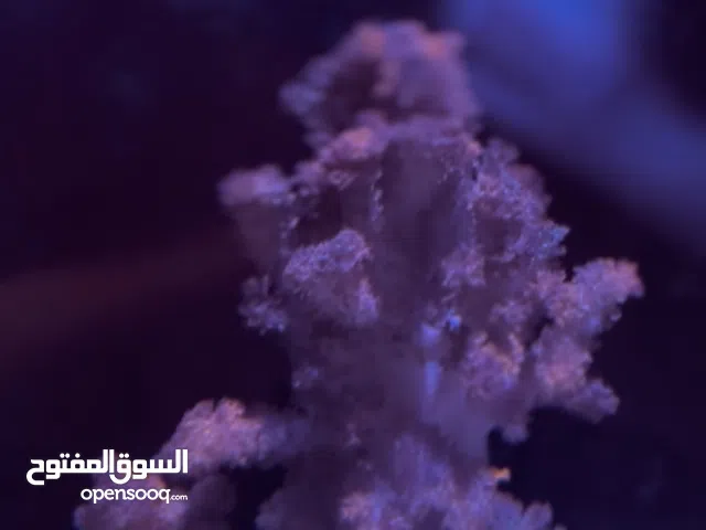 احياء بحرية