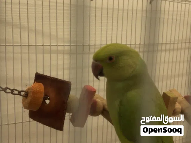 بغبغاء درة هندي