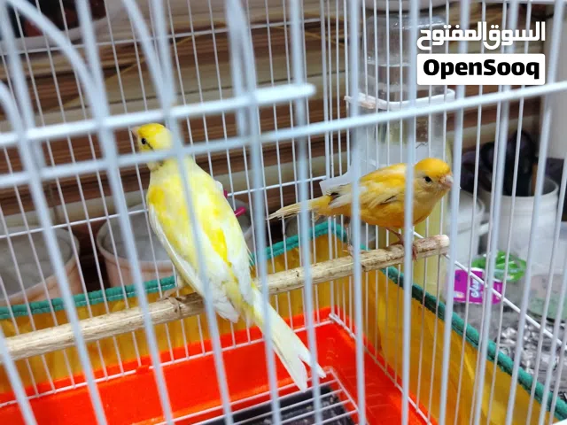 زوج كناري للبيع