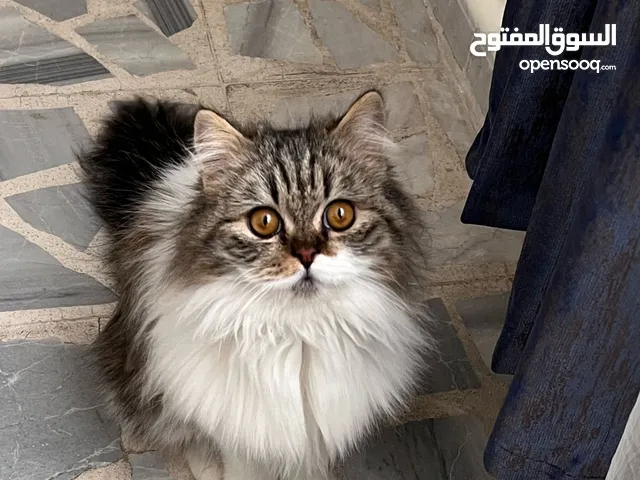 قطة شيرازي للتبني