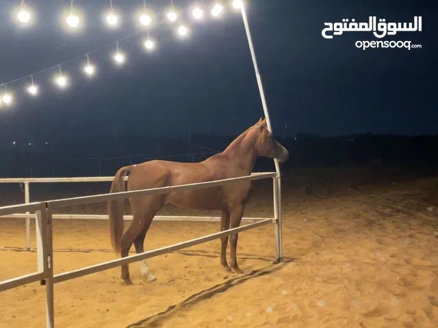 خيل مصري بيور