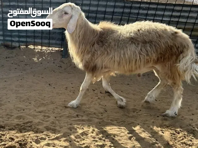 خروف نجدي للبيع