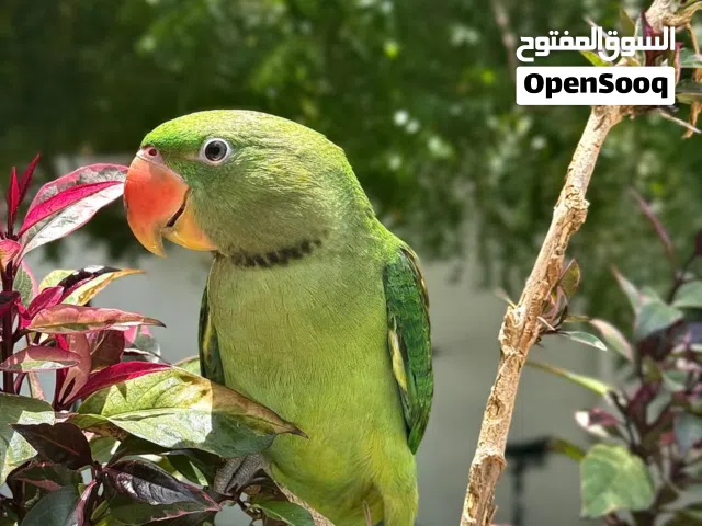 للـبـيـــع بـبــغـــاء نــيــبــالــي ســوبـــر جـــامــبــــو..