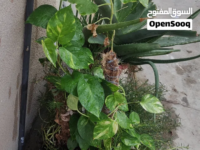 all these plants in very good condition