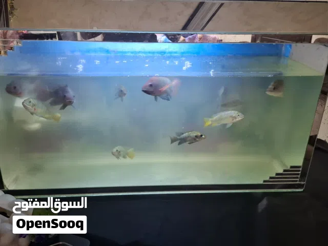 حوض سمك +10سمكات طول متر بعرض نص متر