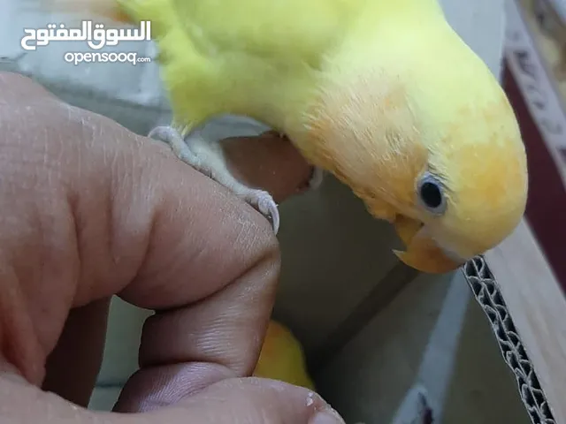 غندوره ربه شوف الوصف مهم جدا