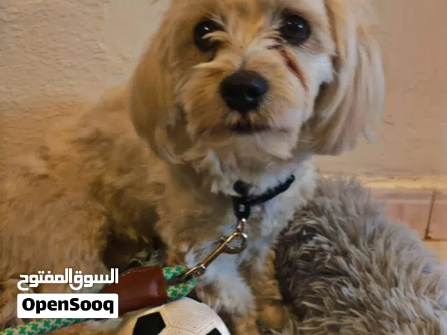 دكسي كلبة لعوبة وطيوبة وبتحب الإهتمام واللعب