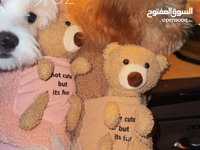 كلب مالتيز وبودل وملحقاتهم للبيع