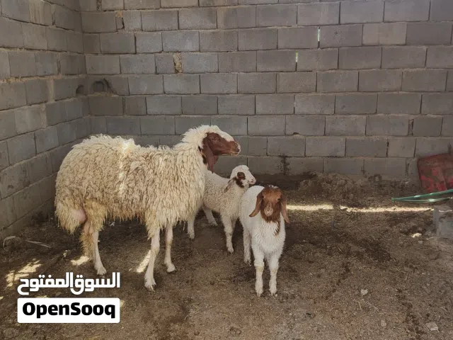 سلام عليكم نعمه كريشيه مال جني ورها توم اول بطن