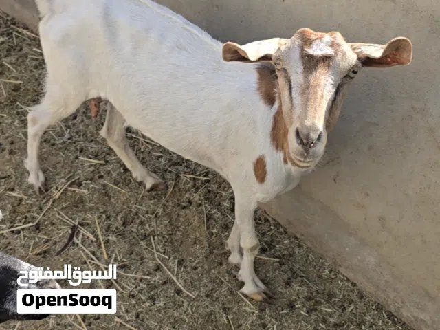 اغنام للتربيه السعر للكل