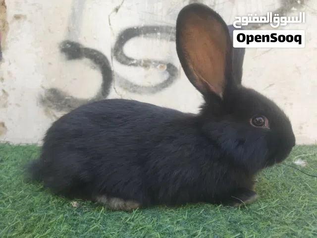 السلام عليكم