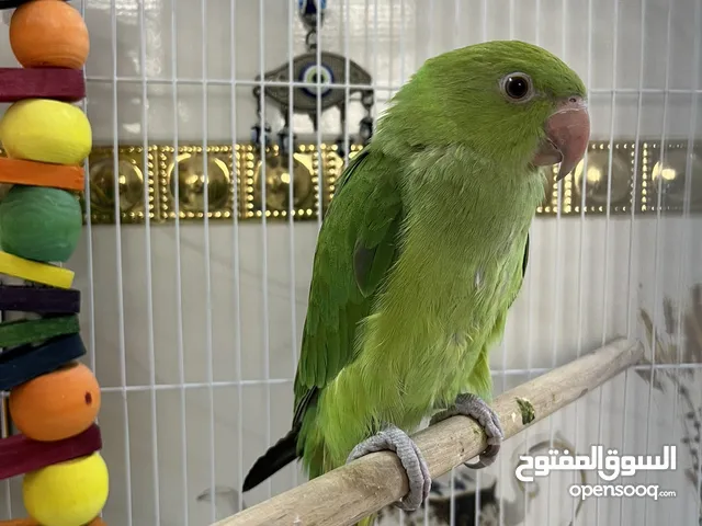 السلام عليكم ببغاء دره اقره الوصف