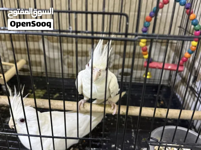 زوج كوكتيل البنيو