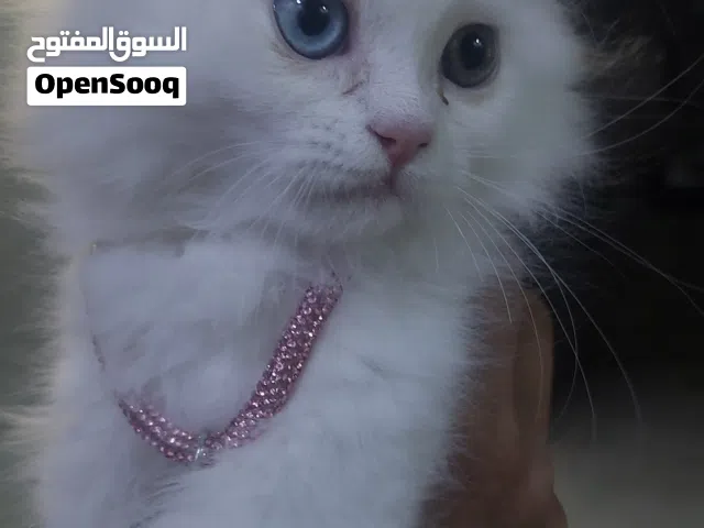 كتن شيرازي