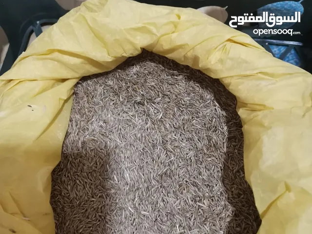 Grass seeds/ American for hot weather
