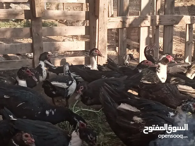 بط بلدي صافي راقد اشي على بيض واشي بدون ..طبعا بياض نخب صحة ونظافة اشي مرتب
