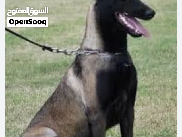 مطلوووووووووب كلب شرس للحراسه يكون كلب رقم 1فلحراسه اللي يتوفر معه يتواصل معي