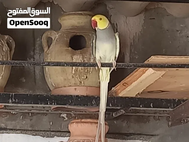 ذكر ذرة كليرتير
