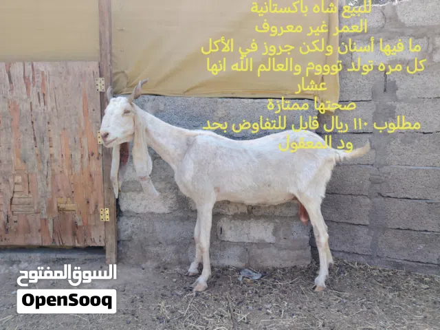 أغنام للبيع