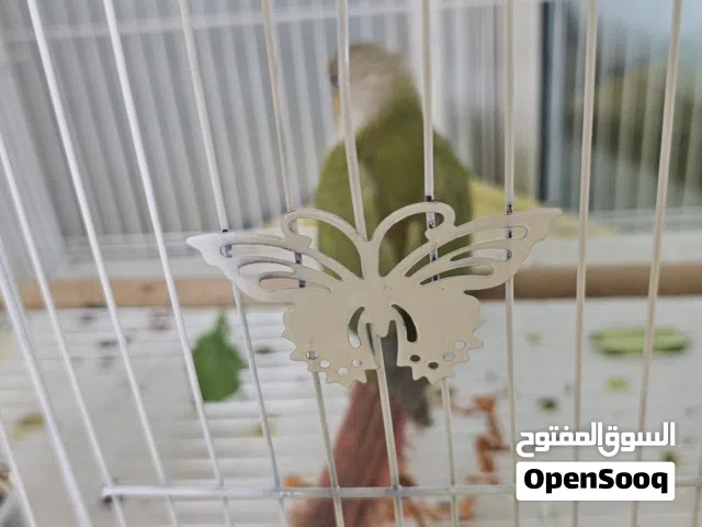 كنيور أناناس أليف