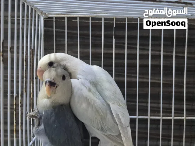 للبيع فروخ روز