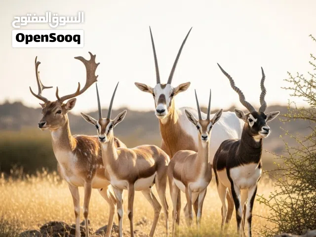 جميع انواع الغزلان والطيور النادرة والحيوانات المختلفة بصحة ممتازة في مكان واحد