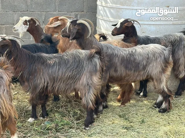 اغنام عمانيات من حلال بني سعيد شي للتربيه عشرات وشي للذبح مصدرهن من قطيع واحد كلهن كل شي سليم فيهن