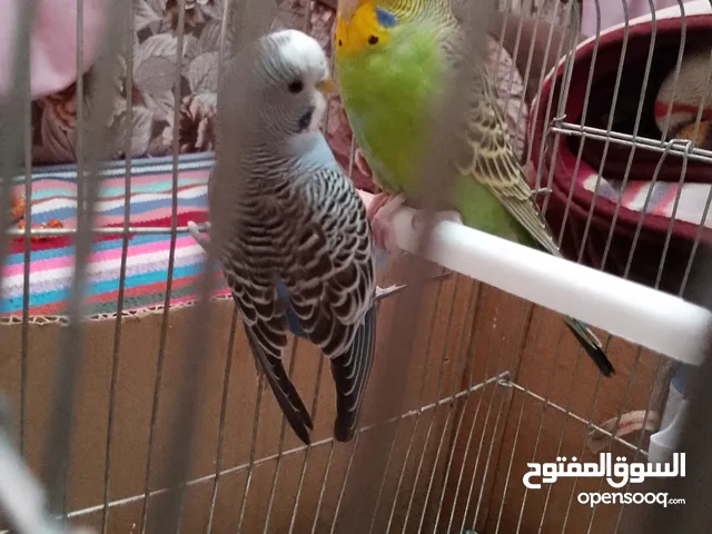 جو. ز حب بسعر سته دنانير