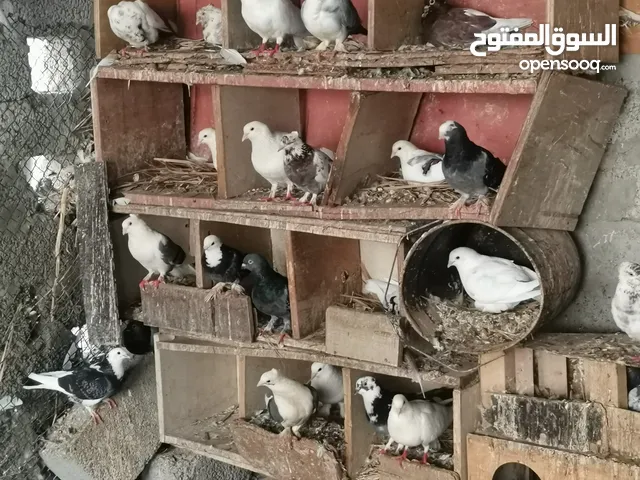 لبيع حمام مكس وعفدان