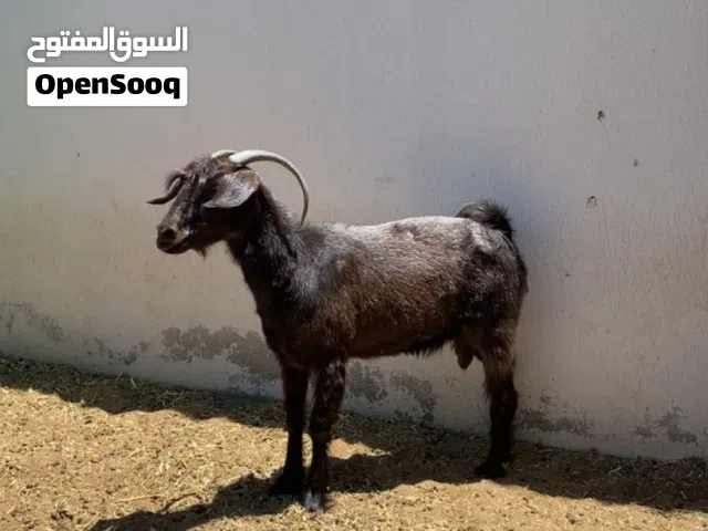 عنز من حلال السرح