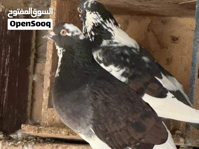 حمام عربي ومخلاط حمام خشين واللوان ربي يبارك كوبيات وفروخ حمام حوازة ومحصن العدد قريب 150 طرف