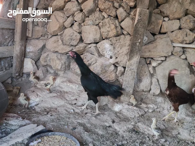 باكستاني نخب