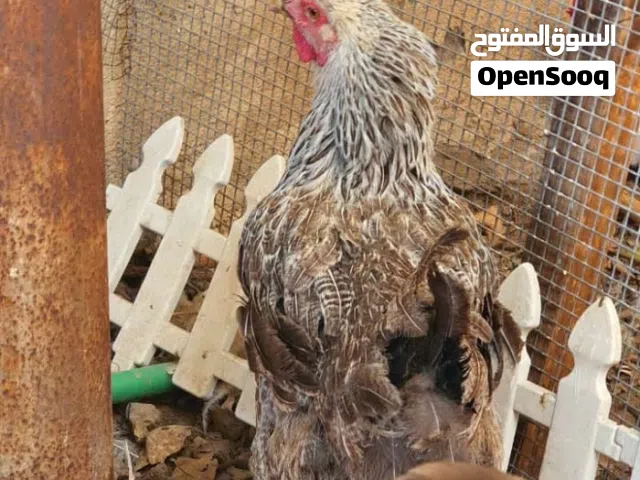ديك ابو رگيبة مع دجاجة  براهما