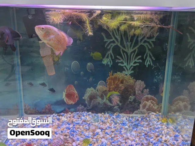 Fish tank for sale