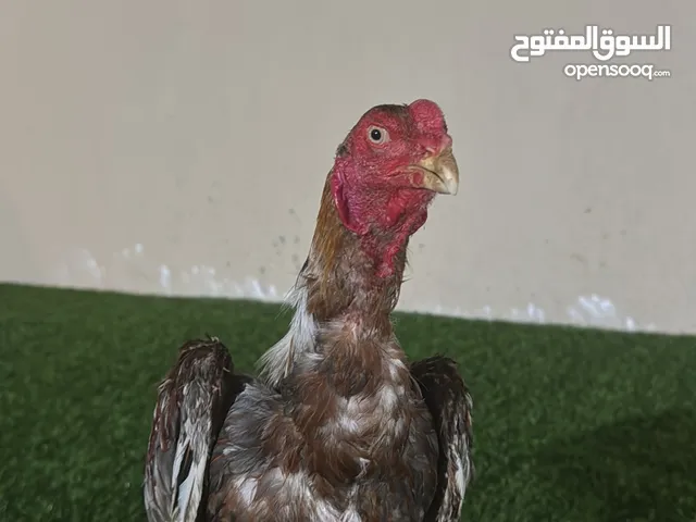 ديك شامو الماني للبيع