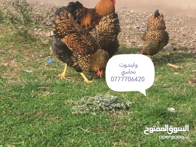 بيض وصوص من الانواع التالية