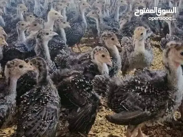 بط مستكوفي وكتاكيت فيومي