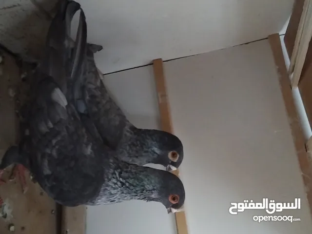 حمام علالول