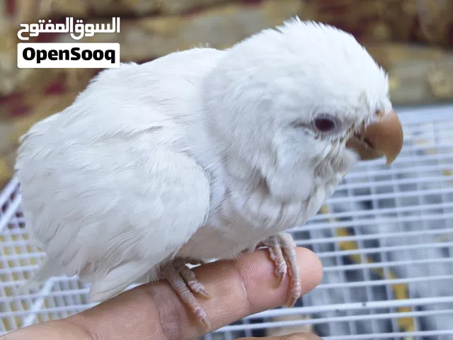 السلام عليكم ببغاء كويكر ابيض عيون حمر عمرة تقريباً شهرين بعدة زق