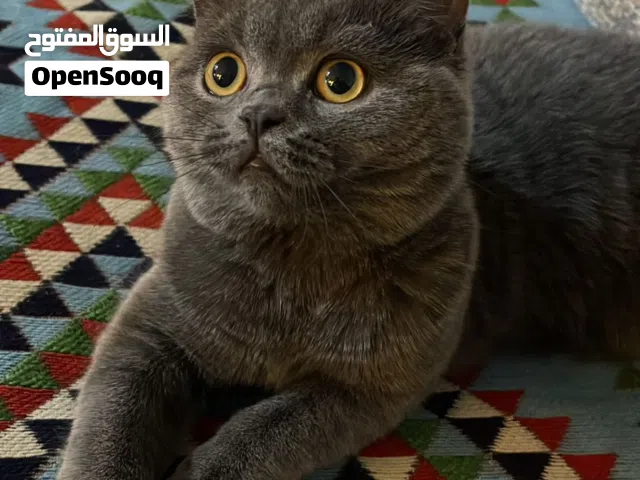 قطه بريتش شورت هير