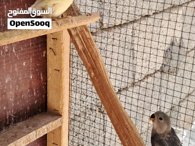 عندي زوز روز للبيع