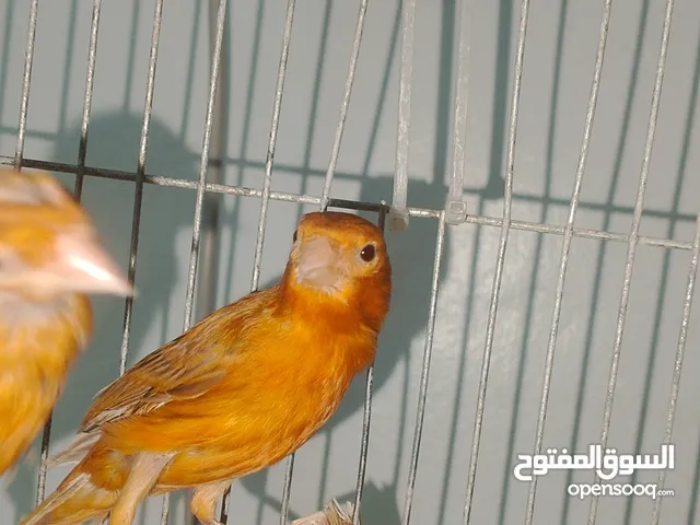جوز كنار نحاسيات نار