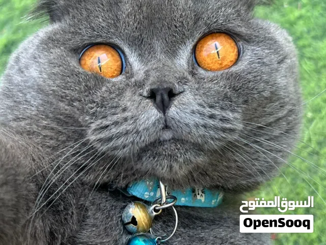 قط للتزاوج -سكوتش فولد -