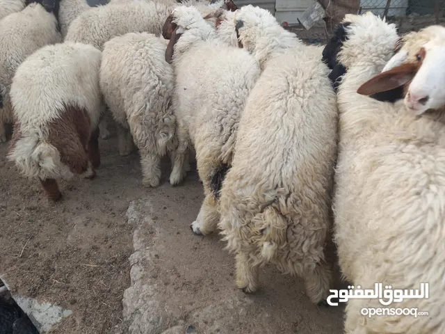 غنام كلها سمان وحلوه